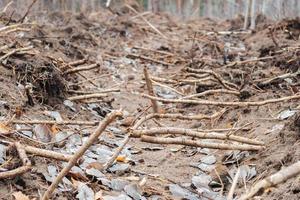 fossé d'incendie avec des racines d'arbres déchirées. photo