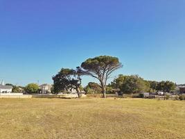 arbre africain géant dans le parc, le cap, afrique du sud. photo