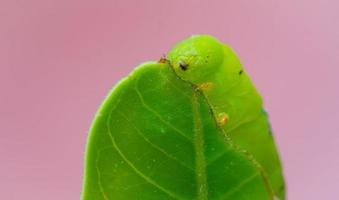 la chenille ou la larve est sur le point de manger les feuilles. les chenilles mangent les feuilles d'adénium. pendant la saison des pluies. photo
