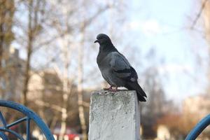 gros plan, colombe, pigeon est debout sur une clôture en béton dans la ville avec un arrière-plan flou. mise au point sélective. photo