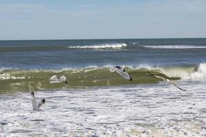 mouettes le long de la plage photo