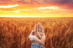 oreilles dorées à la main sur le champ de blé. photo