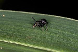 petite araignée sauteuse noire photo