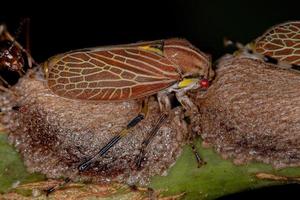 cicadelle aetalionid adulte photo