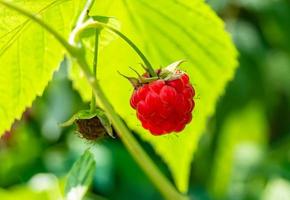 photographie pour baies mûres entières framboise rouge photo