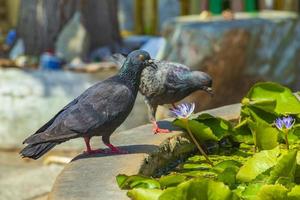 pigeons eau potable wat don mueang phra arramluang bangkok thaïlande. photo