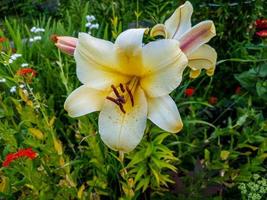 lys blancs et jaunes photo