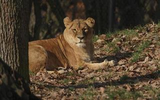 lionne se reposant dans l'herbe photo