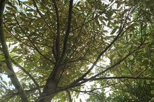 arbre durian ombragé pendant la journée photo