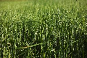 photo d'un champ de blé vert en été. le blé est une herbe cultivée pour sa semence. le grain est une petite graine dure et sèche, récoltée pour la consommation humaine et animale