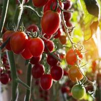 tomates dans le jardin,potager avec des plants de tomates rouges. tomates mûres sur une vigne, poussant sur un jardin. tomates rouges poussant sur une branche. photo