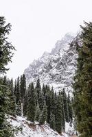 paysage de montagne d'hiver avec des pins photo