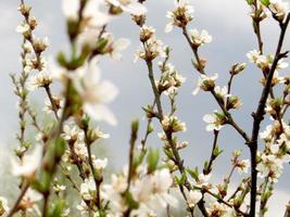 printemps. fleurs de cerisier. photo