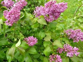 printemps. vue sur le buisson de lilas. photo