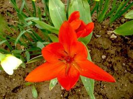 printemps. tulipe rouge dans le jardin photo