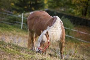 beau cheval rouge broutant dans un pré au printemps. photo