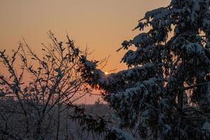 branches d'arbres couvertes de neige abondante au coucher du soleil. beaux arbres enneigés à flanc de montagne. une épaisse couche de neige recouvre les branches des arbres dans la forêt. photo