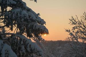 branches d'arbres couvertes de neige abondante au coucher du soleil. beaux arbres enneigés à flanc de montagne. une épaisse couche de neige recouvre les branches des arbres dans la forêt. photo