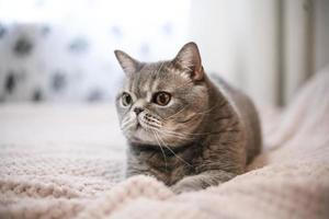 un noble chat fier se trouve sur le canapé. scottish fold shorthair avec fourrure blanche et grise, avec copyright pour votre texte personnalisé. photo