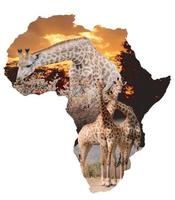 collage de girafes d'afrique photo