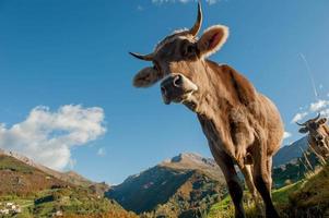 vaches avec veaux qui paissent photo