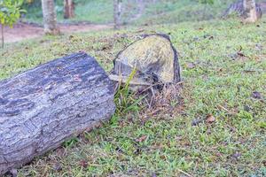 un tronc d'arbre sur l'herbe prêt à être coupé photo
