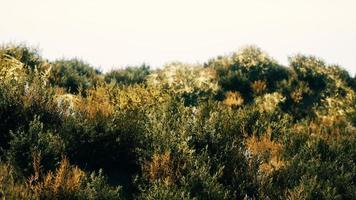 touffes d'herbe séchée sur la lande photo