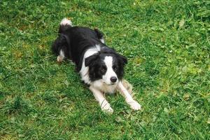 portrait en plein air d'un mignon chiot border collie souriant allongé sur fond de parc d'herbe. petit chien avec une drôle de tête en journée d'été ensoleillée à l'extérieur. soins pour animaux de compagnie et concept de vie d'animaux drôles photo