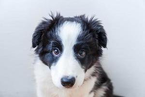 Funny studio portrait of cute smilling puppy dog border collie sur fond blanc photo