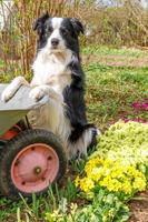 portrait en plein air d'un chien mignon border collie avec chariot de jardin brouette sur fond de jardin. chiot drôle comme jardinier prêt à planter des semis. concept de jardinage et d'agriculture. photo