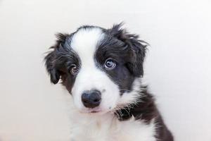 Funny studio portrait of cute smilling puppy dog border collie sur fond blanc photo