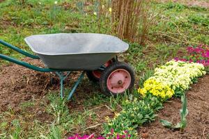 Parterre de fleurs avec fleurs et équipement de jardinier Chariot de jardin de brouette dans le jardin le jour d'été. outils de travailleur agricole prêts à planter des semis ou des fleurs. concept de jardinage et d'agriculture. photo