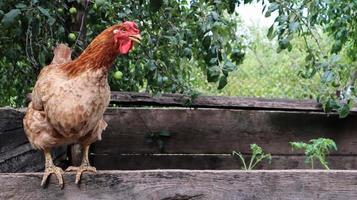 une grande poule pondeuse rouge-brun dans la campagne par une journée ensoleillée sur un fond d'été coloré. loman brown appartient au type d'oeuf de poulets. élevage de volailles, production de poulets et d'œufs. photo