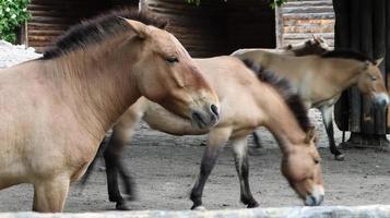 chevaux mongols przhevalsky dans l'enclos. espèce ou sous-espèce de cheval sauvage vivant en asie. photo
