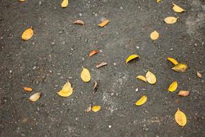 fond de chute des feuilles photo