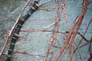 les racines de la vigne s'agrippent au mur de béton photo