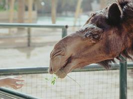 portrait de chameau se nourrissant d'un enfant dans le zoo photo