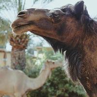 portrait de deux chameaux - noir et blanc photo