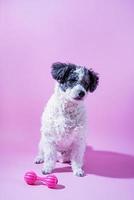 portrait de chien de race mixte sur fond rose photo