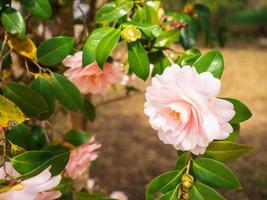 Reines des fleurs d'hiver, les camélias sont de beaux arbustes à feuilles persistantes très appréciés pour la beauté de leurs fleurs exquises. photo