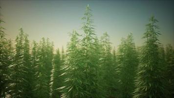 champ de cannabis médial vert photo