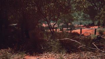 buisson de sable rouge avec des arbres photo