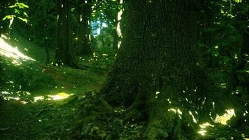 lucioles fantastiques dans la forêt magique photo