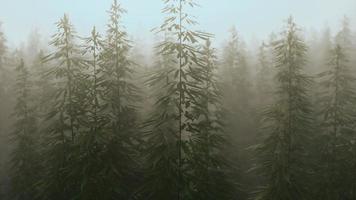 plantation de cannabis dans un brouillard profond photo