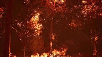 grandes flammes de feu de forêt la nuit photo