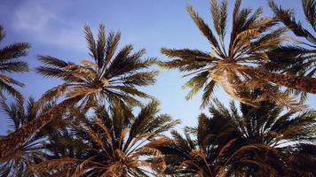 palmiers au coucher du soleil lumière et ciel photo