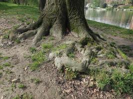 racines d'arbres près d'une rivière photo