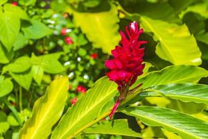 belles fleurs rouges jaunes roses forêt tropicale koh samui thaïlande. photo