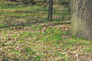 écureuil solitaire dans le parc photo