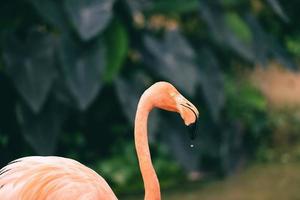 bel oiseau flamingo orange sur fond de plantes tropicales vertes nature - flamant rose des caraïbes photo